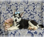 Small #3 Siberian Husky