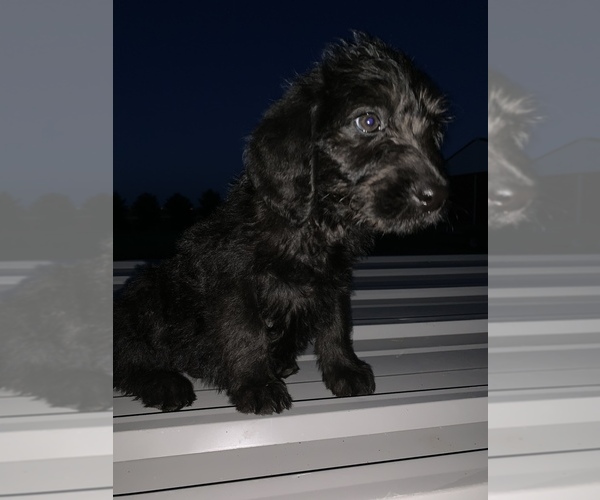 Medium Photo #3 Sheepadoodle Puppy For Sale in BUXTON, ND, USA