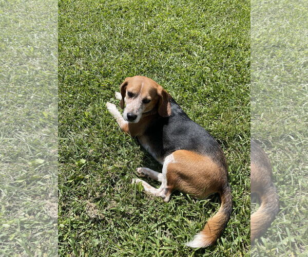 Medium Photo #2 Beagle Puppy For Sale in Mouth Of Wilson, VA, USA