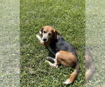 Small #1 Beagle
