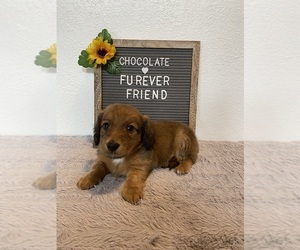 Dachshund Puppy for sale in BLOOMFIELD, IN, USA