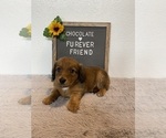 Small Dachshund