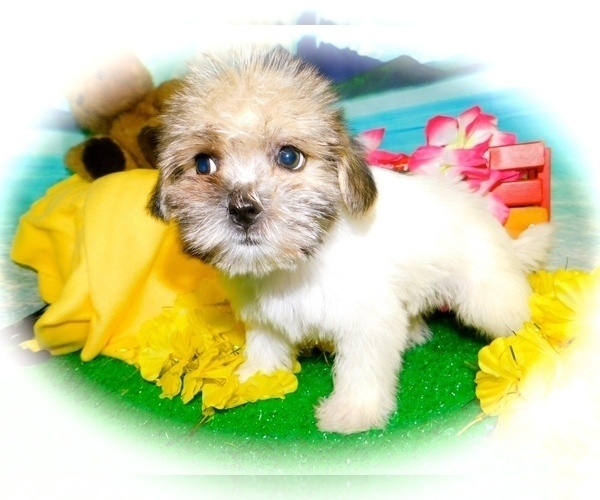 Medium Photo #3 Shorkie Tzu Puppy For Sale in HAMMOND, IN, USA