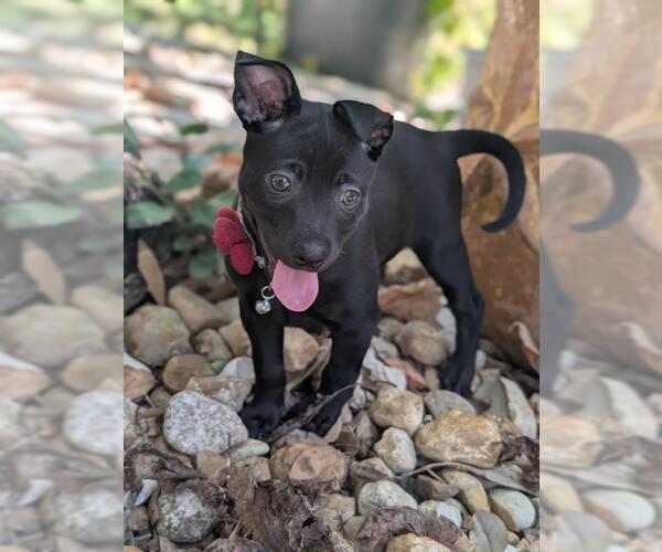 Medium Photo #2 Labrador Retriever-Unknown Mix Puppy For Sale in San Antonio, TX, USA