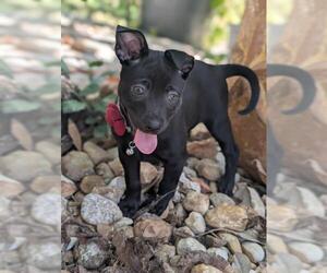 TIANA - Female Labrador Retriever-Unknown Mix Dog for Adoption - Photo #2