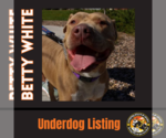 Small #5 Chinese Shar-Pei Mix