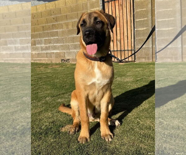 Medium Photo #2 Mastiff-Unknown Mix Puppy For Sale in Goodyear, AZ, USA