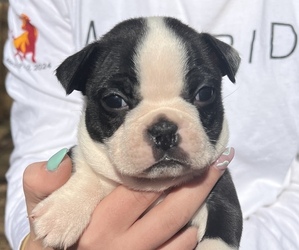Boston Terrier Puppy for sale in LEXINGTON, SC, USA