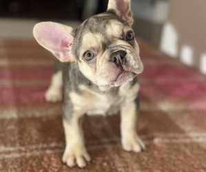French Bulldog Puppy for sale in KISSIMMEE, FL, USA