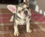 Small French Bulldog