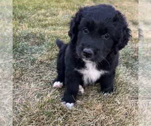 Australian Retriever Puppy for sale in DILLON, MT, USA