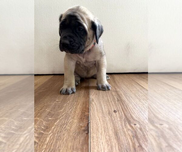 Medium Photo #26 Mastiff Puppy For Sale in CHESAPEAKE, VA, USA