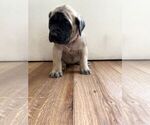 Small #25 Mastiff