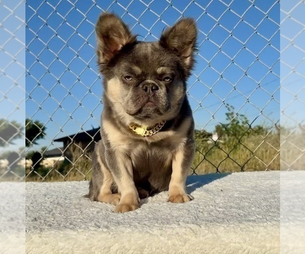 Medium Photo #2 French Bulldog Puppy For Sale in SAN JOSE, CA, USA