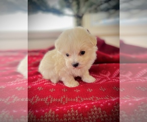 Maltipoo Puppy for sale in CROSSVILLE, TN, USA