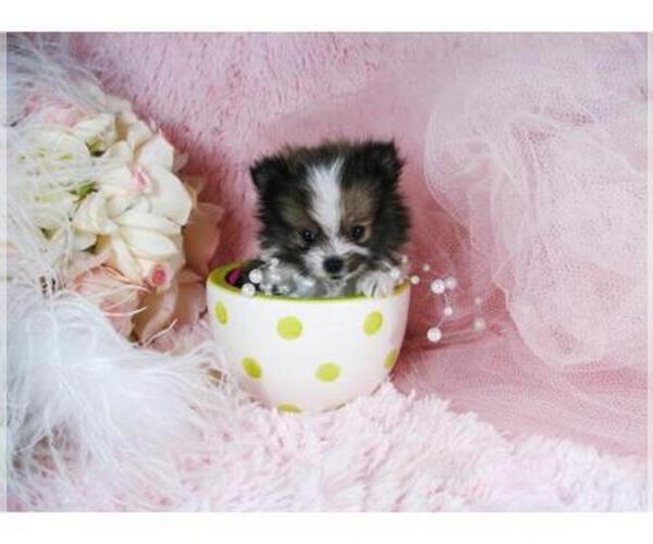 Medium Photo #12 Pomeranian Puppy For Sale in BOCA RATON, FL, USA