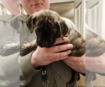 Small Photo #2 Cane Corso Puppy For Sale in CAMBY, IN, USA