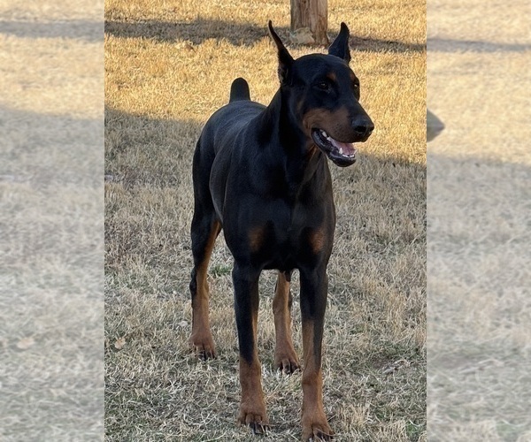 Medium Photo #1 Doberman Pinscher Puppy For Sale in NEWTON, NC, USA