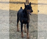 Small Photo #1 Doberman Pinscher Puppy For Sale in NEWTON, NC, USA