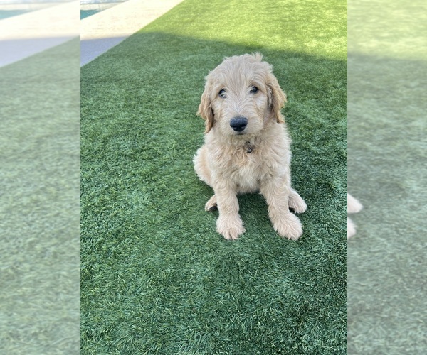 Medium Photo #22 Goldendoodle Puppy For Sale in PHOENIX, AZ, USA
