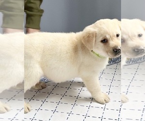 Labrador Retriever Puppy for sale in ASHBURNHAM, MA, USA
