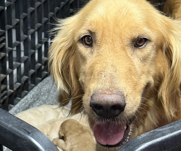 Medium Photo #1 Golden Retriever Puppy For Sale in BAXTER, TN, USA