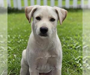 Rylee - Male Labrador Retriever-Unknown Mix Dog for Adoption - Photo #4