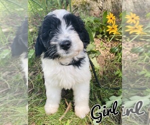 Aussie-Poo Puppy for sale in MONCLOVA, OH, USA