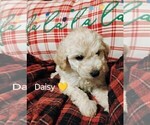 Puppy Yellow Goldendoodle-Poodle (Miniature) Mix