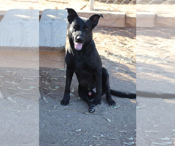 Medium Photo #1 German Shepherd Dog-Unknown Mix Puppy For Sale in El Centro, CA, USA