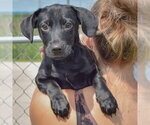 Small #5 Chiweenie