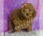 Small Photo #26 Goldendoodle (Miniature) Puppy For Sale in WARSAW, IN, USA