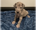 Small Photo #8 Great Dane Puppy For Sale in SHREVEPORT, LA, USA