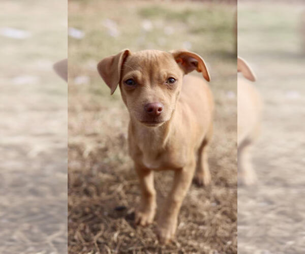 Medium Photo #4 Chihuahua-Unknown Mix Puppy For Sale in Andover, MN, USA