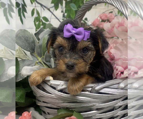 Medium Photo #4 Shorkie Tzu Puppy For Sale in SELLERSBURG, IN, USA