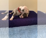Small Photo #6 American Bully Puppy For Sale in BATON ROUGE, LA, USA