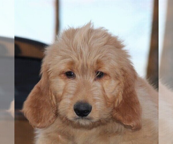 Medium Photo #5 Goldendoodle Puppy For Sale in STANLEY, WI, USA