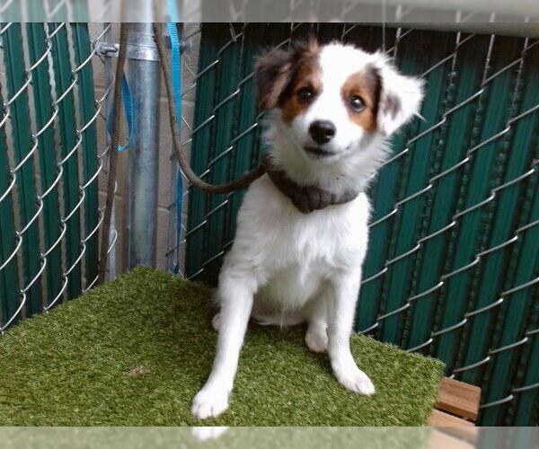 Medium Photo #1 Mutt Puppy For Sale in Downey, CA, USA