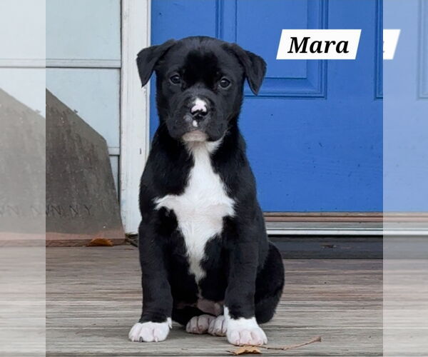 Medium Photo #1 American Pit Bull Terrier-American Staffordshire Terrier Mix Puppy For Sale in Chester, VA, USA