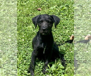 Labrador Retriever-Unknown Mix Dogs for adoption in Hillsboro, MO, USA