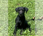 Small Labrador Retriever Mix