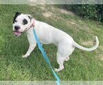 Small #2 American Bulldog Mix