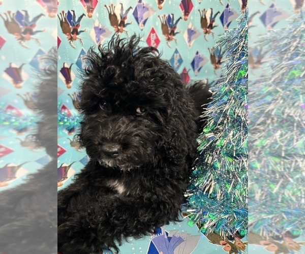 Medium Photo #7 Cock-A-Poo Puppy For Sale in SAN DIEGO, CA, USA