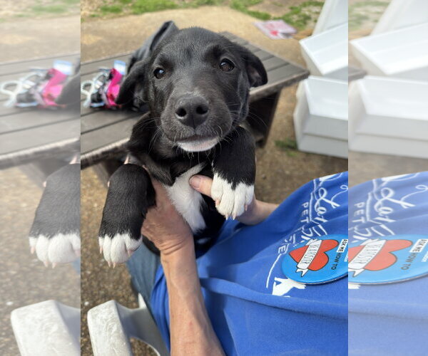 Medium Photo #4 Mutt Puppy For Sale in White Bluff, TN, USA