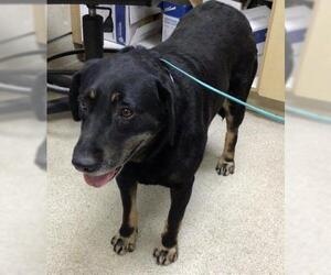 German Shepherd Dog-Unknown Mix Dogs for adoption in Riverside, CA, USA