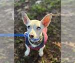 Small Italian Greyhound Mix
