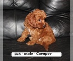 Small #2 Cavapoo