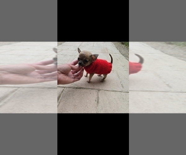 Medium Photo #4 Chihuahua Puppy For Sale in CRAFTON, PA, USA