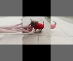 Small #3 Chihuahua