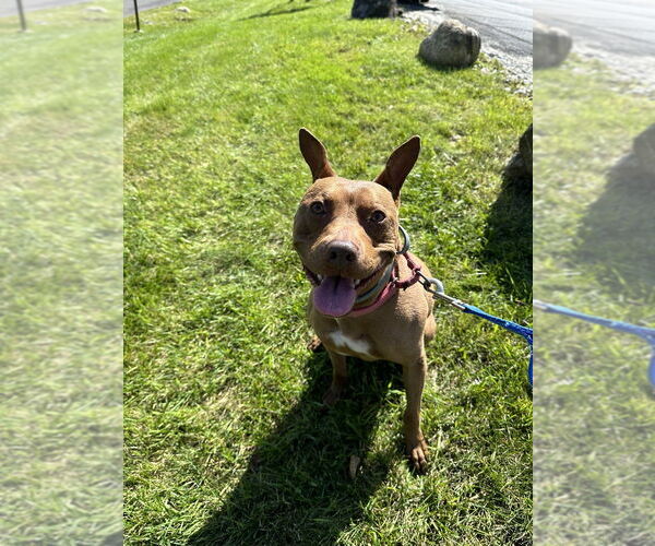 Medium Photo #2 American Pit Bull Terrier-Italian Greyhound Mix Puppy For Sale in Elmsford, NY, USA